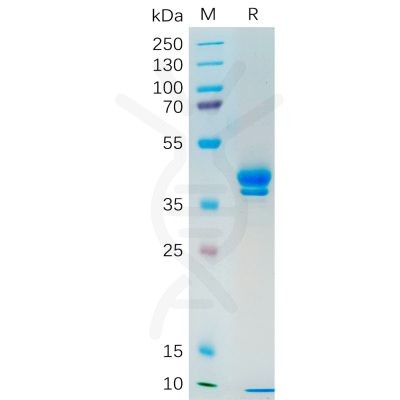 sp-pme100547 muc1 sp1