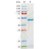 sp-pme100558 il18 sp1
