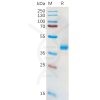 sp-pme100572 slc7a11 sp1