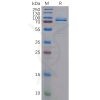 sp-pme100588 c mpl sp1