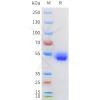 sp-pme100606 cd69 sp1 1