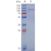 sp-pme100625b fcrl5 sp1