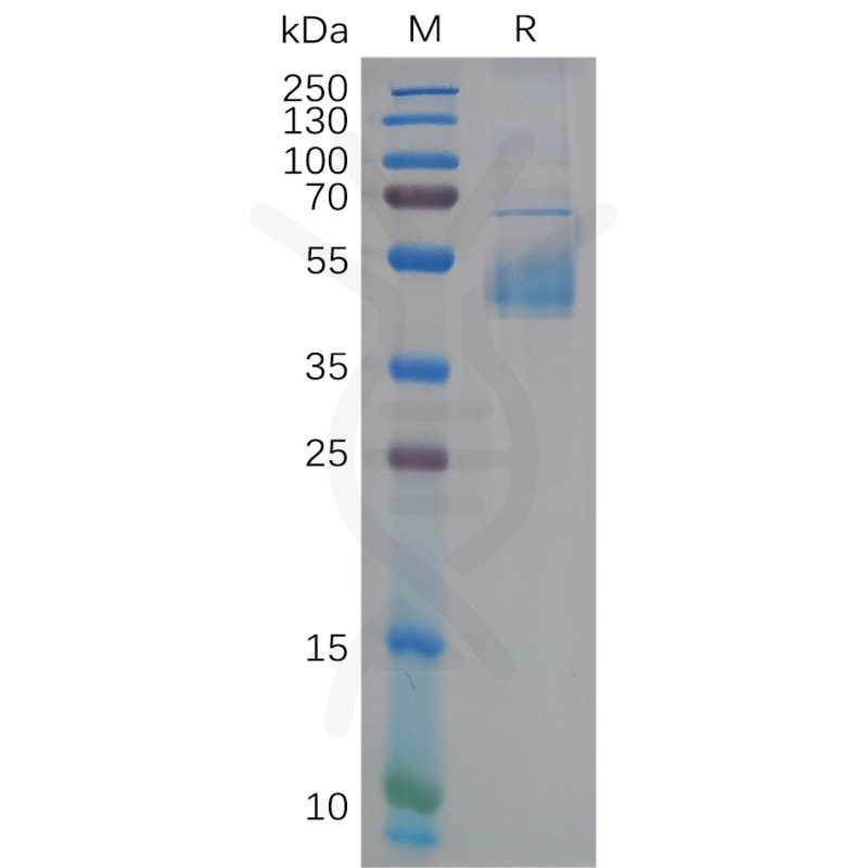 Human GP1BB Protein, hFc Tag-GP1BB重组蛋白（C-Human Fc Tag）-缔码生物
