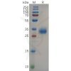 sp-pme100647 s protein rbd sp1