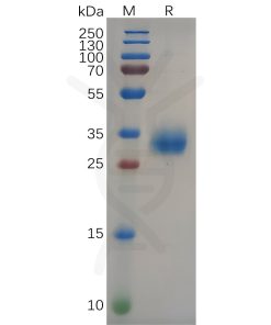 sp-pme100647 s protein rbd sp1