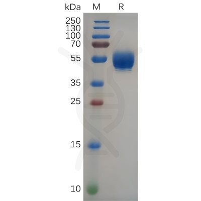 sp-pme100651 il22 sp1