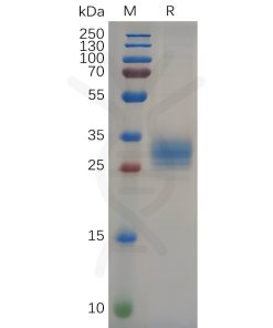 sp-pme100655 folr2 sp1
