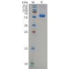 sp-pme100658 s protein rbd sp1