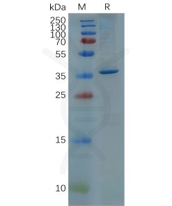 sp-pme100667 gfap sp1