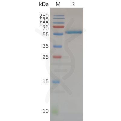 sp-pme100673 cd32a sp1