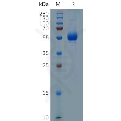 sp-pme100693 cd33 sp1