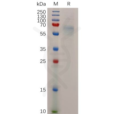 sp-pme100719 stab1 sp1
