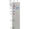 sp-pme100733 zp3 sp1