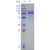 sp-pme100781b cd19 sp1