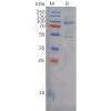 sp-pme100802 cdh3 sp1