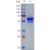 sp-pme100819 cd8a sp1