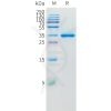 sp-pme100841 il8 sp1 1
