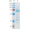 sp-pme100867 fcmr sp1