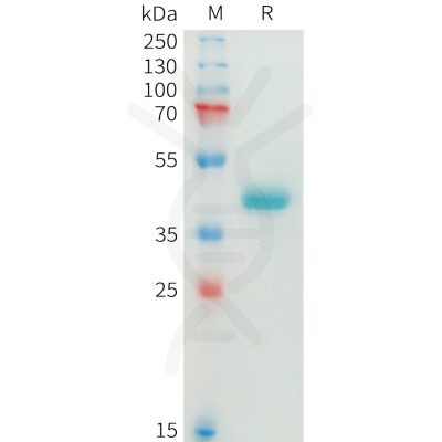 sp-pme100874 nectin 4 sp1 1