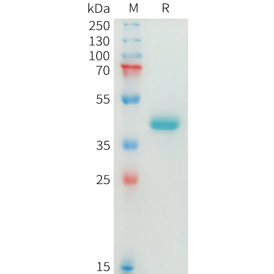 pme100874-nectin-4-sp1.jpg