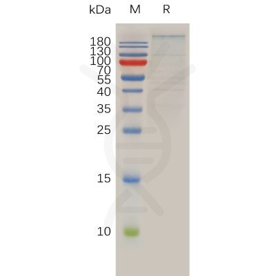 sp-pme100915 brd4 sp1