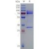 sp-pme101016 tgfb3 sp1