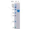 sp-pme101050 cd24 sp1