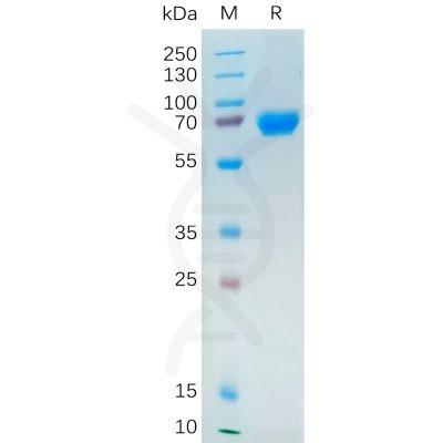 sp-pme101093 nrg1 sp1