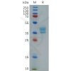 sp-pme101103 ccr8 sp1