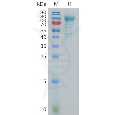 sp-pme101111 cdh6 sp1