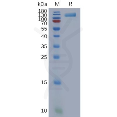 sp-pme101115 osmr sp1