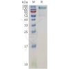 sp-pme101130 ptprg sp1
