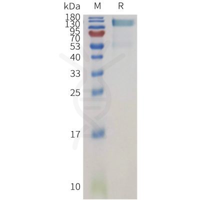 sp-pme101130 ptprg sp1