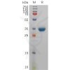 sp-pme101136 pyy sp1