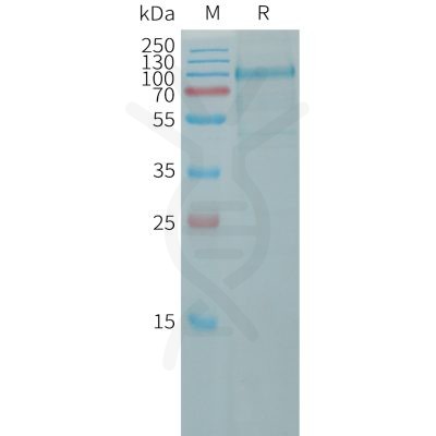 sp-pme101169 cdh10 sp1