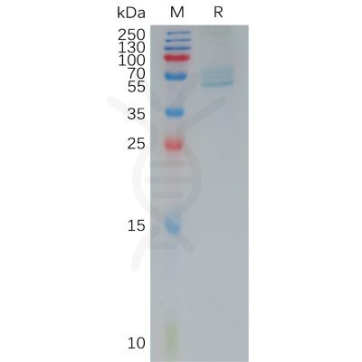 sp-pme101185 trpv1 sp1