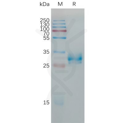 sp-pme101188 cldn6 sp1