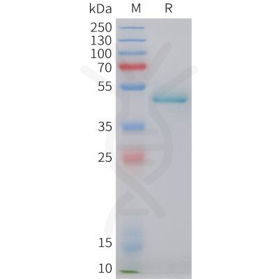 sp-pme101481 efna4 sp1