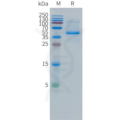 sp-pme101498 dll3 sp1 1