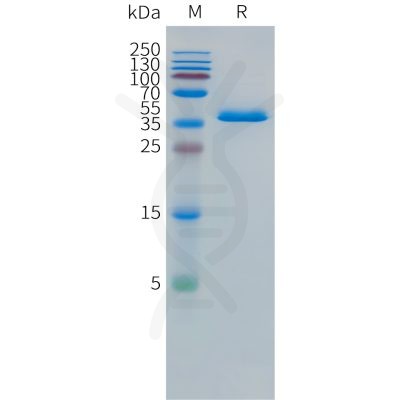 sp-pme101499 dll3 sp1 1