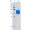 sp-pme101519 gpbar1 sp1