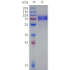 sp-pme101558b cd19 sp1