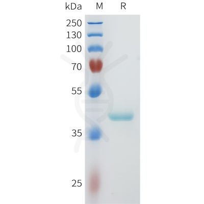 sp-pme101604 nectin 4 sp1