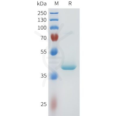 sp-pme101605 nectin 4 sp1