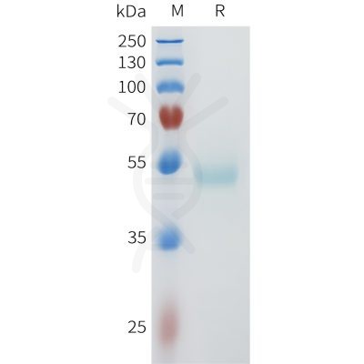 sp-pme101606 nectin 4 sp1