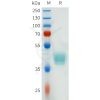 sp-pme101637 csf1r sp1