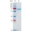 sp-pme101643 nrg1 beta1 sp1