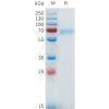 sp-pme101644 nrg1 beta1 sp1
