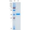 sp-pme101648 dll3 sp1