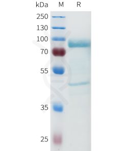 sp-pme101669 hgf sp1